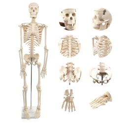 Schelet uman, model educativ (85 cm)