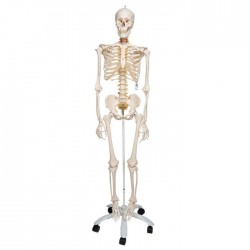 Model Schelet Flexibil