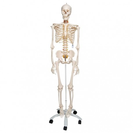 Model Schelet Flexibil