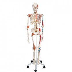 Schelet cu muschi si ligamente pe suport 176 cm