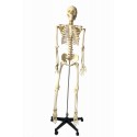 Model schelet standard, 168 cm, montat pe stativ