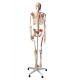 Model Schelet Cu Muschi si Ligamente, pe suport, 172 cm