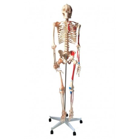 Model Schelet Cu Muschi si Ligamente, pe suport, 172 cm