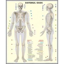 Plansa Schelet / Sistemul Muscular Duo