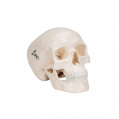 Model Craniu Uman Mini (3B)
