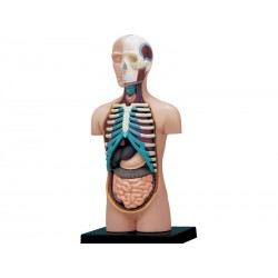 Model anatomic al trunchiului uman (12 cm, 32 parti)(Q)