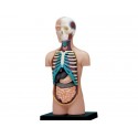 Model anatomic al trunchiului uman (12 cm, 32 parti)(Q)