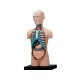Model anatomic al trunchiului uman (12 cm, 32 parti)(Q)
