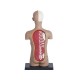 Model anatomic al trunchiului uman (12 cm, 32 parti)(Q)