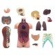 Model anatomic al trunchiului uman (12 cm, 32 parti)(Q)
