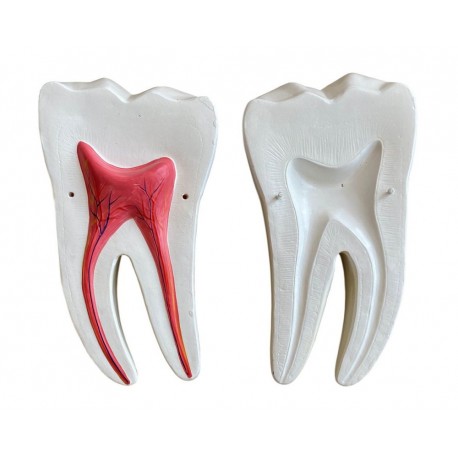 Sectiune in dinte sanatos