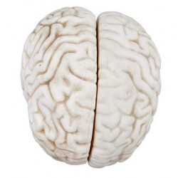 Model creier uman, 3 parti