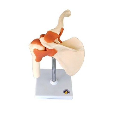 Mulaj umar sistem osos cu articulatie si ligamente