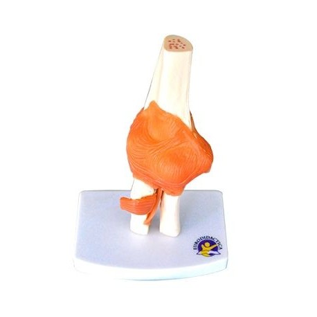 Mulaj cot sistem osos cu articulatie si ligamente