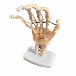 Mulaj mana sistem osos cu articulatie si ligamente