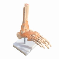 Mulaj laba piciorului sistem osos cu articulatie si ligamente