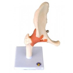 Mulaj sold sistem osos cu articulatie si ligamente