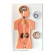 Modelul sistemul endocrin, relief