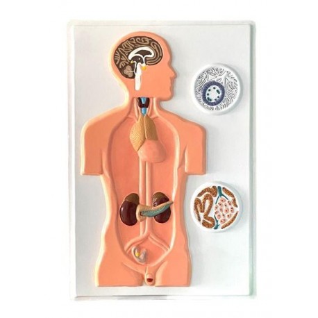 Modelul sistemul endocrin, relief