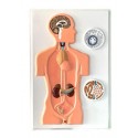 Modelul sistemul endocrin, relief