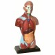 Tors uman, model educativ (28 cm, 5 parti)(Q)