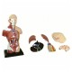 Tors uman, model educativ (28 cm, 5 parti)(Q)