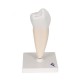 Radacina premolar inferior (3B)