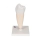 Radacina premolar inferior (3B)
