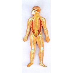 Mulaj sistemul osos si nervos basorelif