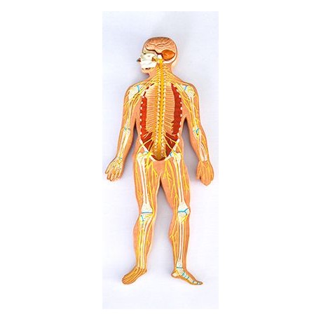 Mulaj sistemul osos si nervos basorelif