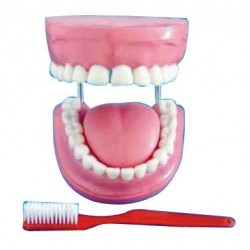 Mulaj igiena bucala (dantura uriasa+perie) scara 5:1