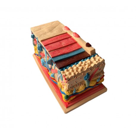 Model sectiune piele, marita de 105 ori (Q)