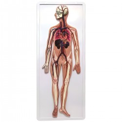 Model sistemul circulator, relief (Q)