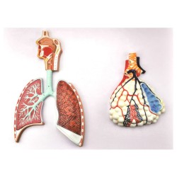 Model sistemul respirator, cu alveola marita, relief (Q)