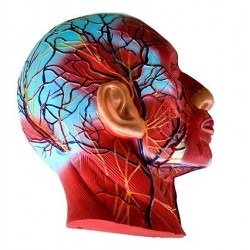 Mulaj model cap sectiune mediana pe placa de suport