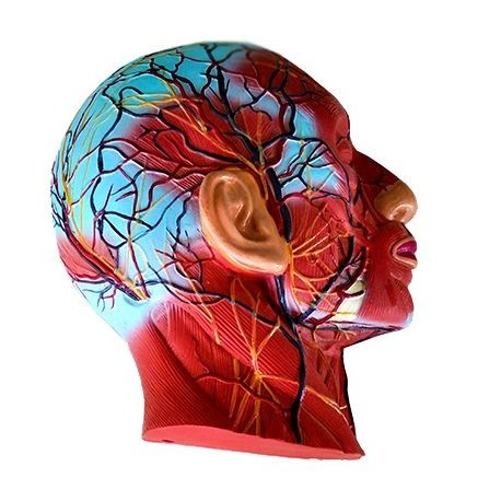 Mulaj model cap sectiune mediana pe placa de suport