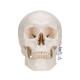 Mulaj clasic craniu uman 3 parti (3B)
