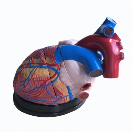 Mulaj inima gigant, scara 5:1, 3 parti (Q)