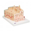 Model structura osoasa microanatomica, 1:80