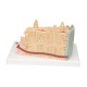 Model structura osoasa microanatomica, 1:80