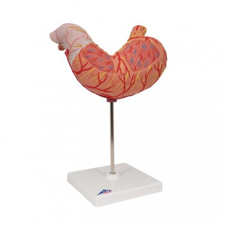 Mulaj stomac 2 parti (3B)