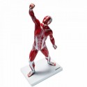 Sistemul muscular (model educativ 50 cm)