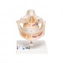 Model dantura adult (3B)