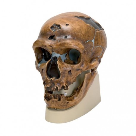 Model Craniu Premium omul din neanderthal (CT)