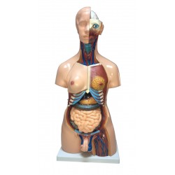 Model tors uman, marime naturala, 23 parti detasabile, dual sex