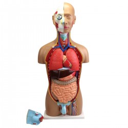 Model tors uman, marime naturala, 36 parti detasabile, dual sex