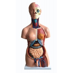 Model tors uman, marime naturala, 40 parti detasabile, dual sex