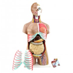 Model tors uman, marime naturala, 52 parti detasabile, dual sex