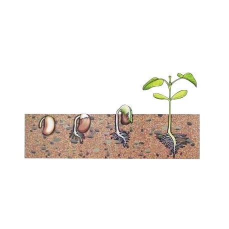 Model germinatia fasolei