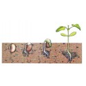 Model germinatia fasolei